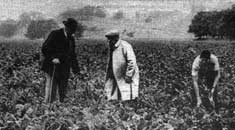 Sugar beet