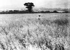 Oats in the Dales